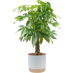 Live Braided Money Tree – Indoor Potted Plant for Home & Office